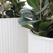 Load image into Gallery viewer, ribbed ray planter - white (medium)