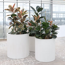 Load image into Gallery viewer, ribbed ray planter - white (large)